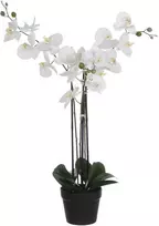 Edelman Dirbtinės gėlės vazonėlyje 79cm orchidėjos/baltos
