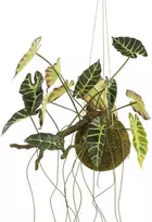 Dirbtinė nukarusi alokazija H64cm žalia