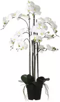 Edelman Dirbtinės gėlės vazonėlyje 97cm orchidėjos/baltos