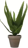 Edelman Dirbtinis augalas vazonėlyje H30xØ16cm alavijas/žalias