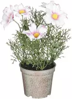 Dirbtinės ramunės vazone H21.5cm rožinės