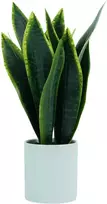 Dirbtinis augalas vazonėlyje H43cm sansevjera