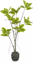 Dirbtinis augalas Fikusas, 180 cm
