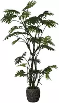 Dirbtinis augalas Filodendras, 210 cm