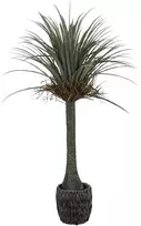 Dirbtinis augalas Juka, 160 cm