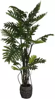 Dirbtinis augalas Filodendras Brasil, 210 cm