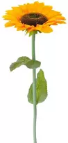 Dirbtinė gėlė saulėgrąža, 106 cm
