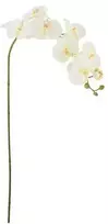 BLOOMINGVILLE orchidėjos stiebas, baltas, dirbtinės gėlės
