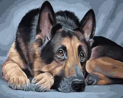 Tapyba pagal skaičius Vokiečių aviganis 40x50 cm