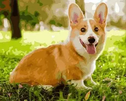 Tapyba pagal skaičius Žaismingas Corgi 40x50 cm