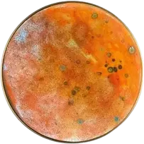 Sieninis šviestuvas Sieninio šviestuvo CHAMALEON diskas, oranžinės sp., 14,5cm, K0003440NA