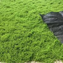 Moss Green Artificial Turf for Landscape and Bonsai Decor 50*50 cm Small Display