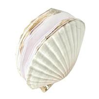 Natural Scallop Shell Journal with Handmade Paper Beach-Themed Notebook for Writing Sketching Ocean-Inspired Diary for Women Girls Sea Lovers A