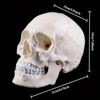 1 vnt. Medicininės rekvizitinės priemonės Modelis Gyvo dydžio Žmogaus Kaukolės Modelis Anatomija Medicininis Mokymo Skeletas Galva Mokymosi Mokymo Reikmenys White