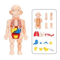 14 vnt./rinkinys Vaikų DIY Surinkimo Mokslo Ankstyvojo Ugdymo Žmogaus Organų Struktūros Modelis Medicininis Dėlionės Žaislas Kognityvinio Mokymosi Dovana Mokymo Priemonės
