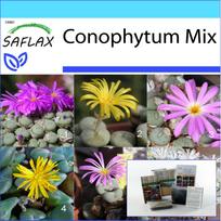 SAFLAX Dovanų rinkinys - Žydintys akmenukai / Conophytum Mix - 40 sėklų - Su dovanų dėžute, kortele, etikete ir vazono substratu - Conophytum Mix