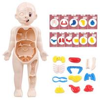 1 Set Interactive Human Body Model Kit 11 Analysis Cards Included Educational DIY Toy for Students Accessories 1 Set