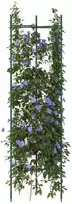 Pomidorų narvai, 6vnt., 116 cm Plienas ir PP