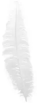 Fiesta Baltos stručio plunksnos 40 cm, 12 vnt.