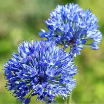 Česnakas Azureum - 50 vnt.