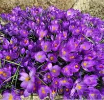 Didžiažiedžiai krokai "Flower Record" - 200 vnt.
