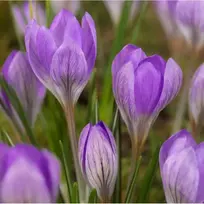 Krokai tommasinianus "Barr's Violetinė" - 100 vnt.