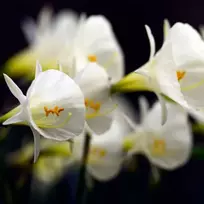 Narcizai "Arctic Bells" - 50 vnt.