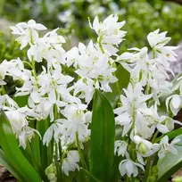 Scylės Siberica alba - 50 vnt.