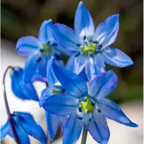 Scylės Siberica - 200 vnt.