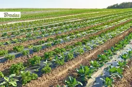 Mulčiavimo folija su skylutėmis Bradas, 1x1000 m, juoda