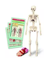 Edukacinis žaislas Clementoni The Human Body Mini-Set 50824