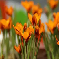 Orange Krokai "Oranžinis Monarch" - 200 vnt.