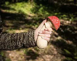 Antistresinis grybas - musmirė