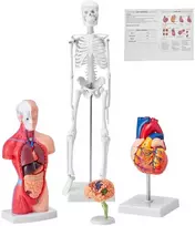 Žmogaus anatomijos modelių rinkinys: skeletas, torso, širdis, smegenys. 3D mokymo priemonės, edukacinis rinkinys, anatominiai modeliai.