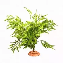 Terra Natura Terariumo dekoracija, dykumos augalas ant didelio pagrindo, 40 cm