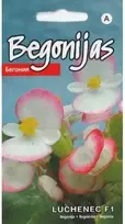 Kurzemes Seklas Begonijų sėklos 15 sėklų Luchenec F1
