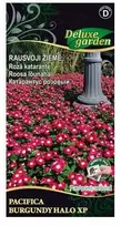Nojus Katarantų sėklos 10 sėklos Pacifica XP Burgundy