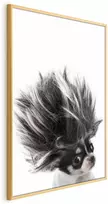 Artgeist Plakatas - Chihuahua