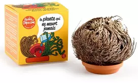 KNYGA Jericho rožės auginimo rinkinys RADIS et CAPUCINE Amžinas augalas, 11 cm