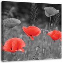 Canvas print, Field poppies flowers nature 30x30 raudona