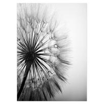 Flower Dandelion Canvas Painting Modern Black and White Art Photos for Living Room Abstract Wall Poster and Print 21cm x 30cm No Frame