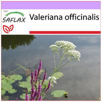 SAFLAX – Paprastasis valerijonas – 200 sėklų – Valeriana officinalis