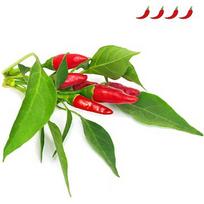 Click & Grow Smart Garden refill Piri Piri Chili Pepper 3pcs SGR67X3