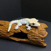 20cm Simulation Ciliary Horn Guardian Lizard Ecological 3D Printed Ornaments Joints Movable Animal Toy Model Desktop Decor Gifts