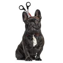 Festive Pet Headband For Halloween Celebrations With Whimsical Accessories For Pets Scissors,S