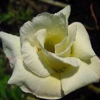 5 SEEDS OF ADENIUM OBESUM  Hongyok  Desert Rose  fresh seeds