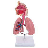 Tools Respiratory System Model Lung Anatomical Human Lungs for Teaching Child