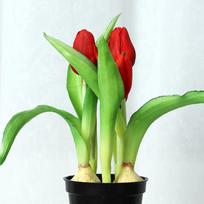 Simulation Tulip Bonsai Home Interior Decoration Green Plants Flowers Potted Plants Simulation Plants Wall False Flowers ryškiai raudonos spalvos