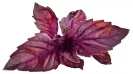 Click & Grow sėklos išmaniajam vazonui - Violetinis bazilikas, 3vnt.