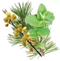 HARVIA saunos kvapų koncentratas, kedrų, mėtų ir litsea cubeba 100 ml